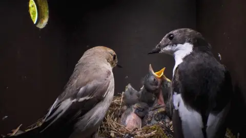 BBC Springwatch A family of European pied flycatchers inside a bird box