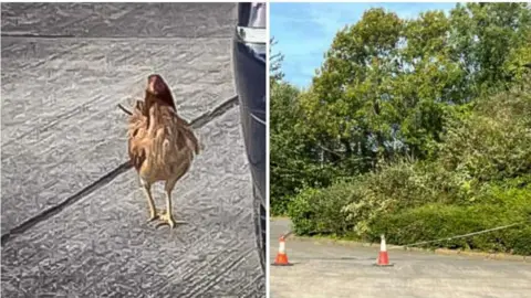 Ems Hanley A brownish chick standing on grey pavement beside a blue car in the picture on the left. A thick bushy area beside a car park pavement with two orange and white pylons near the curb