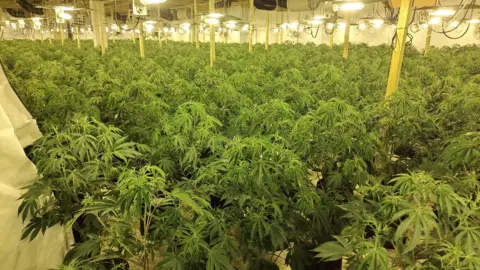 Hundreds of cannabis plants in a growing room in Mansfield 