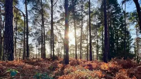 SurbitonSkippy The sun rises over a woodland. 