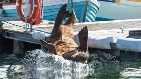 JasperImage A walrus falling backwards into harbour water, making a large splash.