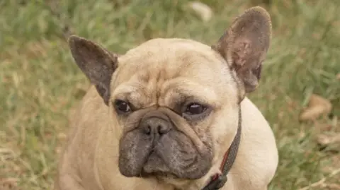 Moose the French bulldog pictured as he sits in a grass field. He is a light colour with some darker spots around his nose and ears.
