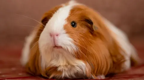 Getty Images A white and ginger fluffy guinea pig.