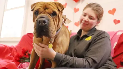 The Dogs Trust A caramel coloured dog with a collar round its neck. It is sat on a red sofa which has a pink blanket with love hearts on.The dog is sat next to a woman who has one hand on its body and is looking down at the dog while smiling. 