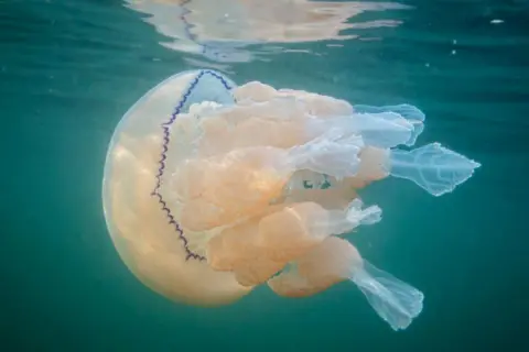 R.S. McLaren Photography A white Barrel jellyfish in the water. It has eight frilly-looking tentacles.