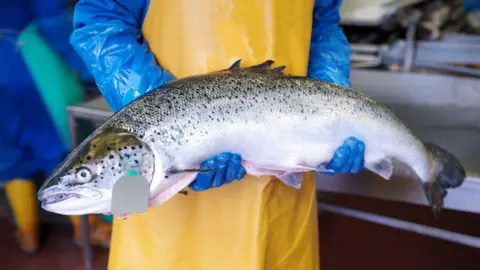 Getty Images A fish farm worker is wearing blue and yellow overalls and is holding a large salmon. A colleague works behind them.