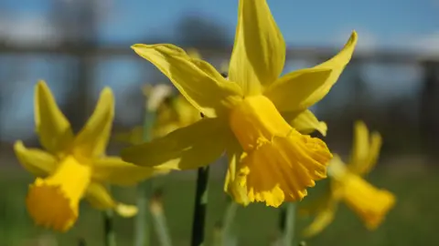 Daffodils in a park on a sunny day, with grass behind.