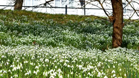 BBC WEATHER WATCHERS / Helen Marie The section of the field is completely covered in the white bell-shaped flowers. There are two trees growing out of the section of field and there is a black metal fence in the distance.