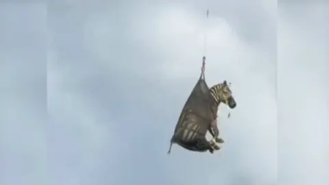 The video shows a zebra being airlifted after capture in Rutherford County.