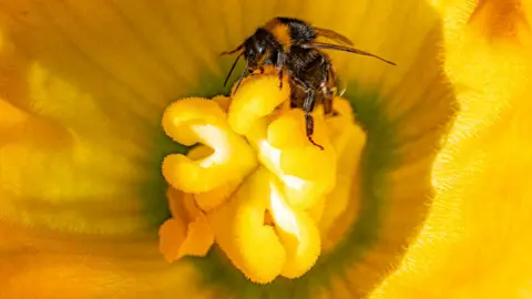 A bees collects pollen from a yellow flower.