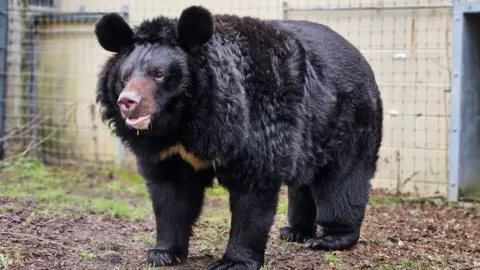 yampil the asiatic black bear in the zoo