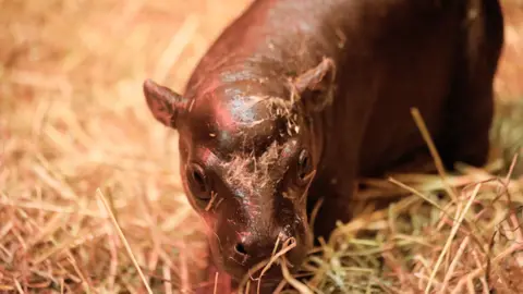 Rare pygmy hippo calf at Edinburgh Zoo standing on some hay