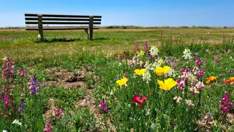 BBC Weather Watcher MarkieB Barton on Sea, Hampshire - colourful pockets of bright flowers behind a bench