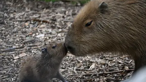 Wingham Wildlife Park An adult capybara and a baby capybara are face to face with their noses touching. The ground around them is covered in twigs.