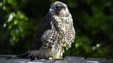 Mick Large Photography A peregrine falcon sitting on a bench, looking to the side. It is beige, grey and brown.