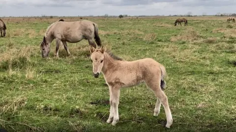 David Webster/BBC A foal standing in a field with other horse