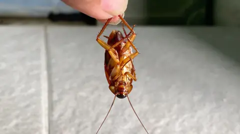 Getty Images A hand holds a dead cockroach above a tiled floor