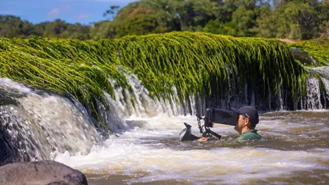 BBC Studios/Roberta Martini Bonaldo João Paulo Krajewski filming Podostemaceae river plants in Brazil