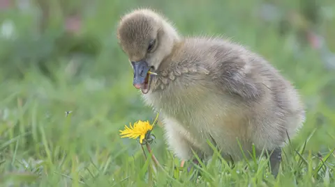 Ian Niven A greylag gosling bird leaning over and munching on a wild flower