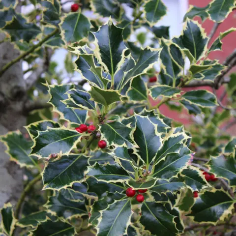 Richard Sutcliffe Close up of holly bush in a garden