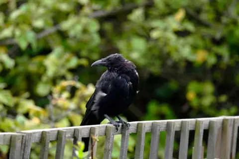 Getty Images A juvenile carrion crow on a summer afternoon in a garden in Blackheath, South East London