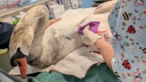 Swan Sanctuary A vet tending to an injured swan sitting on a veterinary table