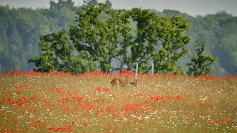 WEDNESDAY - A Pangbourne field full of poppies