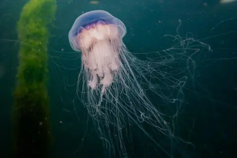 R.S. McLaren Photography A blue jellyfish with long tentacles underwater.
