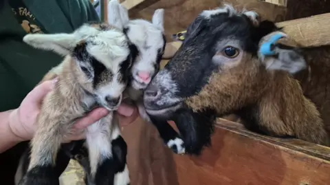 Roves Farm A Pygmy nanny goat with her head over the edge of her pen, nuzzling her two kids which are being held by a member of staff