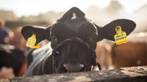 A close up of a cow is photographed at the Great Yorkshire Show