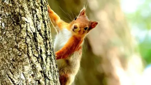 Glenys Munro A red squirrel with a white chest climbing up a tree