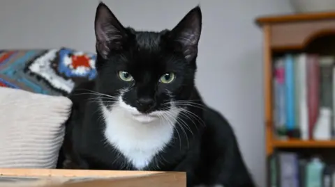 A black and white cat sits alert on the edge of a grey sofa, staring forward calmly, with bookshelves and a colourful blanket behind it.