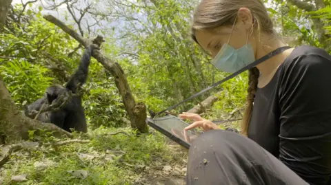 A young woman scientist, with a surgical mask on her face, studies a tablet computer. She is crouched in the rainforest and, in the background, the image shows a chimpanzee with its hand gripping a low tree branch. The animal is sitting on the ground and the researcher is observing it. The mask is to avoid transmitting respiratory infections to the chimpanzees.   