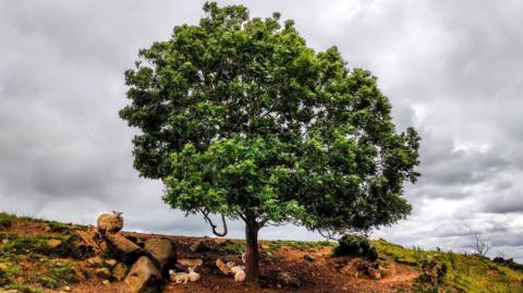 A tree against a parched landscape with a sheep