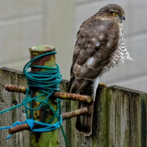 Steven Mcivor A sparrowhawk sitting on a garden fence, with a clothes pole in the foreground.