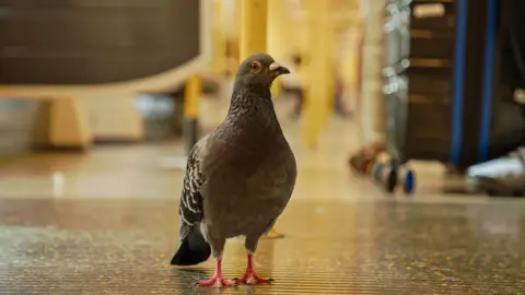 BBC/Passion Planet A pigeon looks at the camera as it stands inside a London Underground Tube carriage