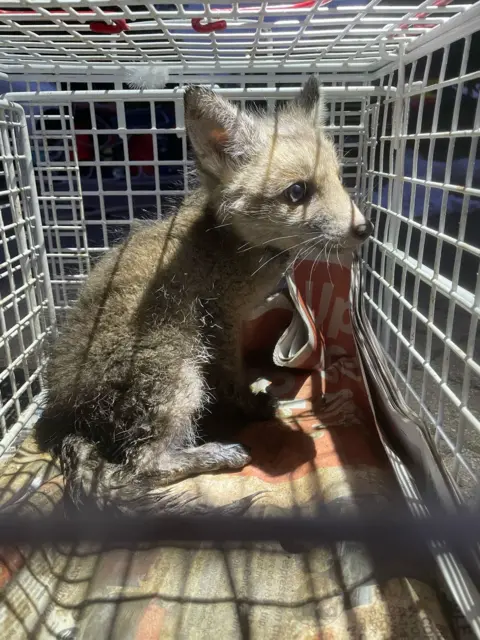 Leicestershire Fire and Rescue An image of a fox cub in a cage.