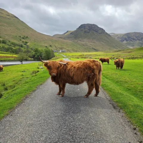 Paul Burns A Highland cow stands in the middle of a country road with hills in the background. Two other Highland cows are on the grass in the background 