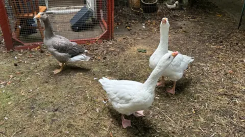 George King/BBC Three geese at the sanctuary. Two are white, one is grey. 
