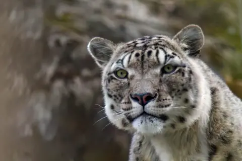 Samantha Christie A snow leopard stares directly into the camera while sitting in a zoo