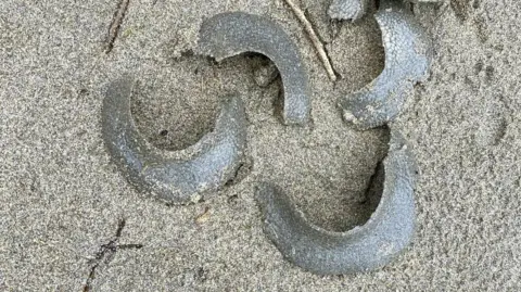 Perranporth Marine Conservation Group Four grey moon shell casings which look like pieces of grey rubber lying on the sand