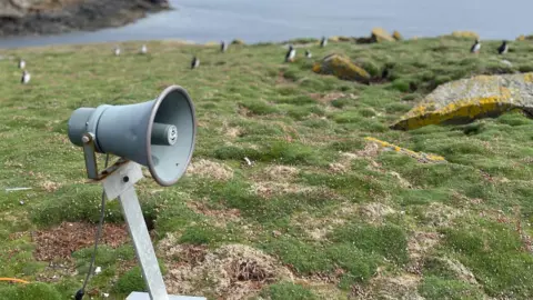 A grey metal speaker in a green field, with sporadic rocks, and blurred puffins scattered in the background. the sea is in the distance.