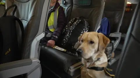 A guide dog puppy sat on a plane at Southampton Airport