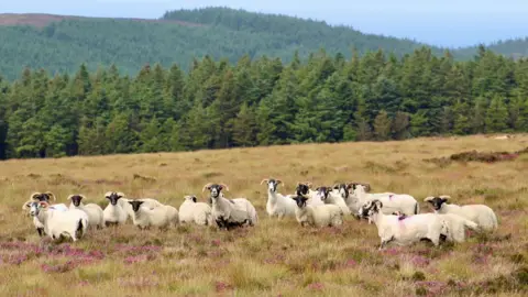 Paul Costain Picture of a group of sheep in Costain's farm. Green hills can be seen in the distance