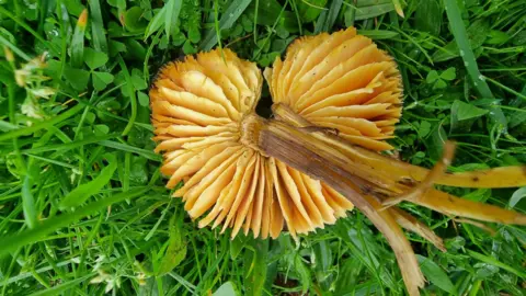 Niamh McDevitt The underside of a date waxcap. It is light brown and has a fine texture. The roots are light brown and it's placed on grass.