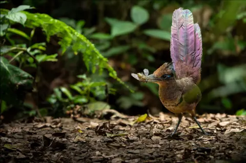 Lior Berman/Wildlife Photographer of the Year A bird stands on a forest floor, holding a large insect in its beak. Its tail is raised, showing layered feathers, while green foliage frames the scene.
