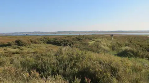 Hugh Venables/Geograph Marshland with thick grasses and vegetation. It is a sunny day and the sea can be seen in the distance. 