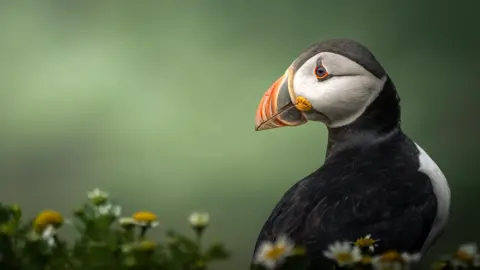 RSPCA An image of a puffin. The bird is black all over, with white wings, and a white leaf-shaped patch covering the side of its face. It is looking to the left of the frame, while its body faces to the right. Its beak is bright orange and slightly stripey, with a black strip of colour on the beak nearer its face. There is a thin orange outline around its eye. The background is a blurred, dark green. In the foreground, also blurry, are about 14 chamomiles. They are little white flowers with yellow in the centre.