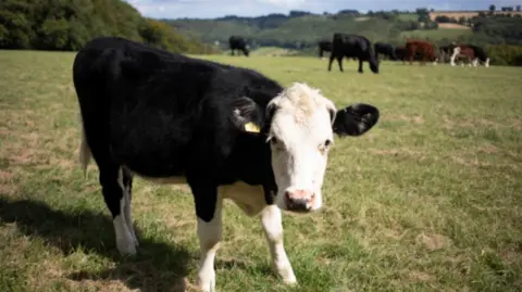 A black and white cow looking at the camera standing in a field with cows, hills, trees and sky in the backgroud.