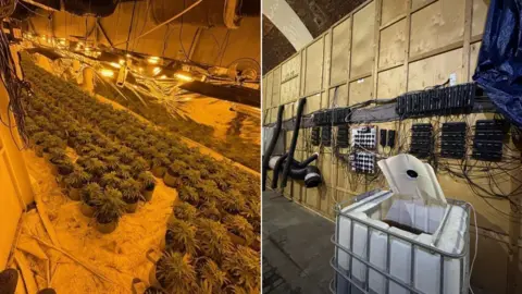 South Yorkshire Police Two images side by side. On the left, hundreds of cannabis plants in pots on the floor in an orange-lit room. There is foil on the walls. the floor is chipboard. On the right shows hundreds of wires plugged into a board of plug sockets.